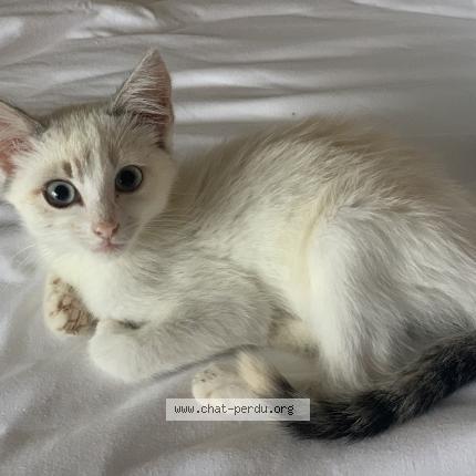 Photo de chat perdu à Mascaras