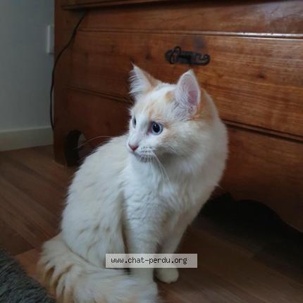 Photo 1/1 Chat retrouvé Perdu à Bayonne