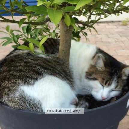 Photo 1/1 EDY Chat perdu à Lesigny