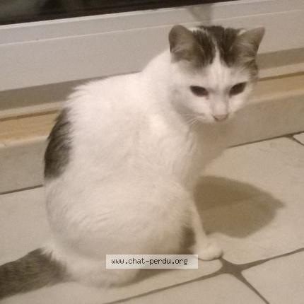 Photo 1/1 Chat retrouvé Perdu à Fontenay Sous Bois