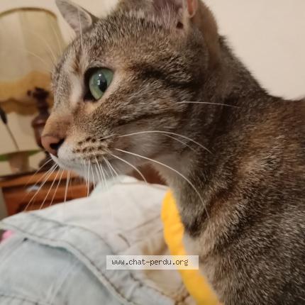 Photo 1/1 Tchoutchou ou Souka Chat perdu à Veurdre