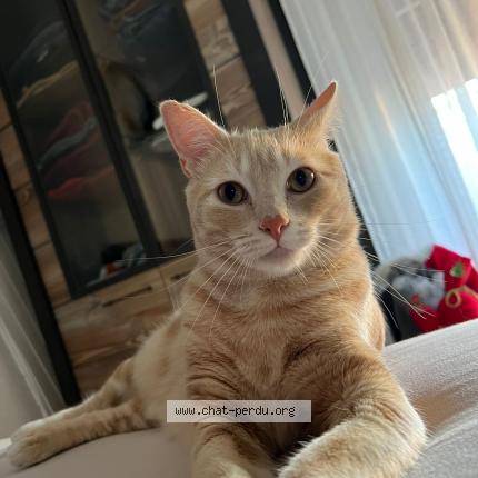 Photo de chat perdu à Ambilly