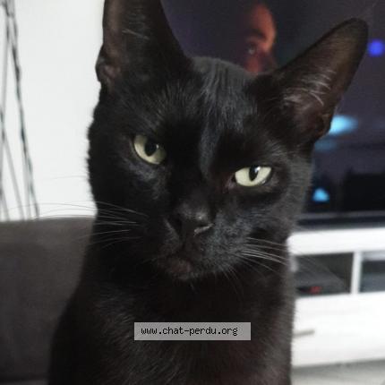 Photo 1/1 Blacki Chat perdu à Bonneville