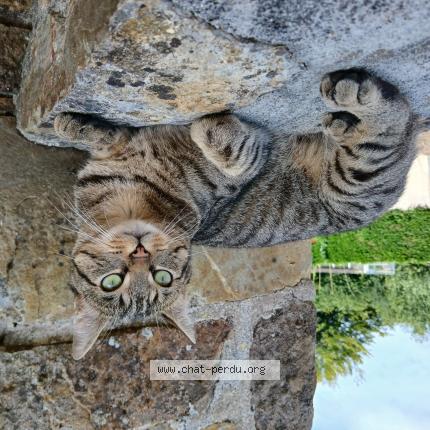 Photo de chat perdu à Couville