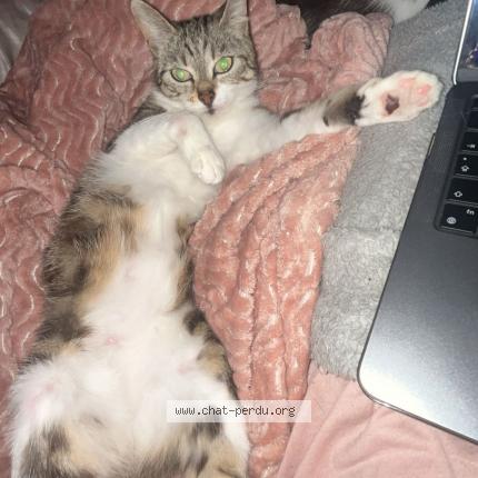 Photo de chat perdu à Mitry