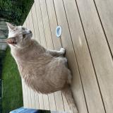 Photo de chat perdu à Vivonne