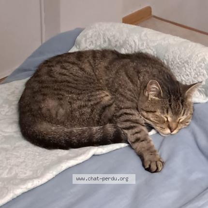 Photo de chat perdu à Dammartin En Goele
