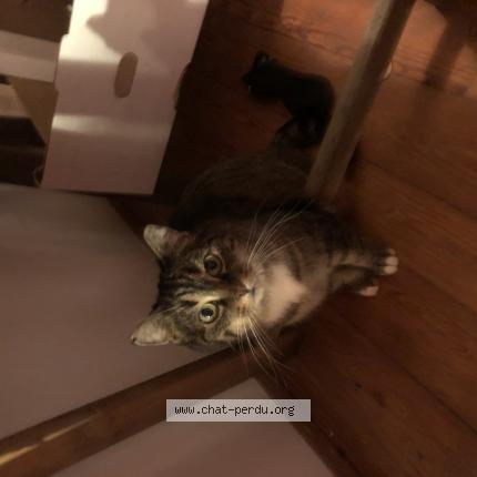 Photo 1/1 chipie Chat perdu à St herblain