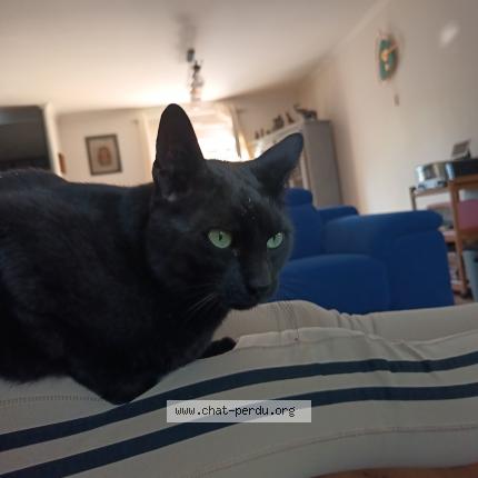 Photo 1/1 Prunelle Chat perdu à Gisors