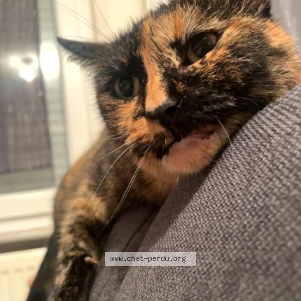 Photo de chat perdu à Puttelange Aux Lacs