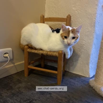 Photo de chat perdu à Mesquer