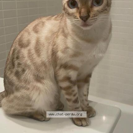 Photo de chat perdu à Viry Chatillon