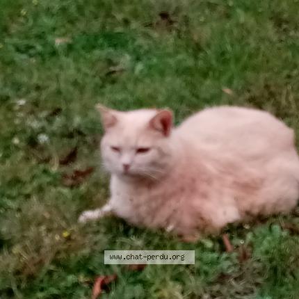 Photo de chat perdu à Rosoy
