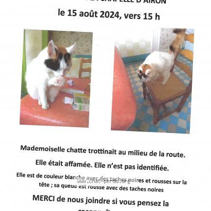 Photo 1/1 Chat retrouvé Trouvé à Rang Du Fliers