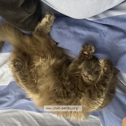 Photo de chat perdu à Montreuil