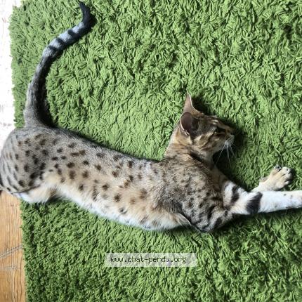 Photo 1/1 Flamme Chat perdu à Mouries