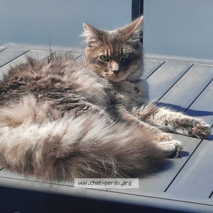 Photo 1/1 Oshy Chat perdu à Givrand