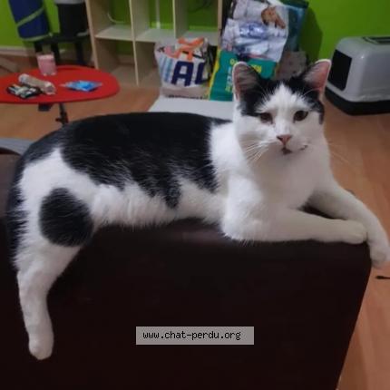Photo 1/1 Chat retrouvé Perdu à Orleans