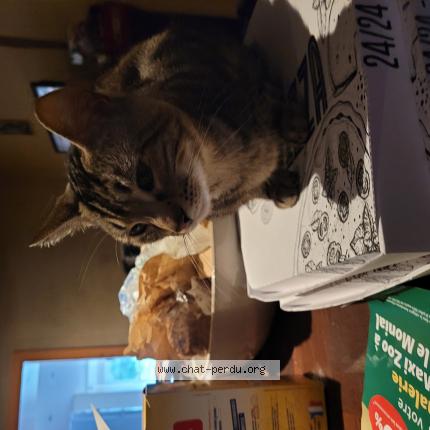 Photo de chat perdu à Artaix