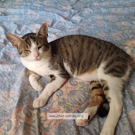 Photo de chat perdu à Eyragues