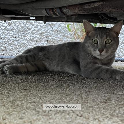 Photo 1/1 Chat retrouvé Trouvé à Balaruc Les Bains
