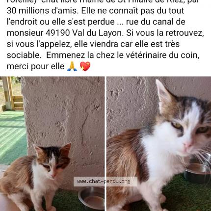 Photo de chat perdu à Val Du Layon