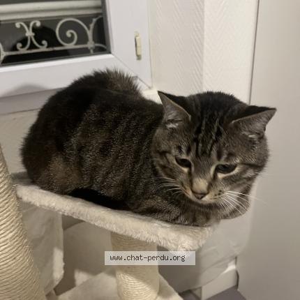 Photo 1/1 Mickey Chat perdu à 0rsay