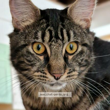 Photo 1/1 Winnie Chat perdu à Saint leu d esserent