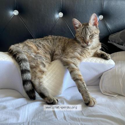 Photo 1/1 Chat retrouvé Perdu à Aulnoy Lez Valenciennes