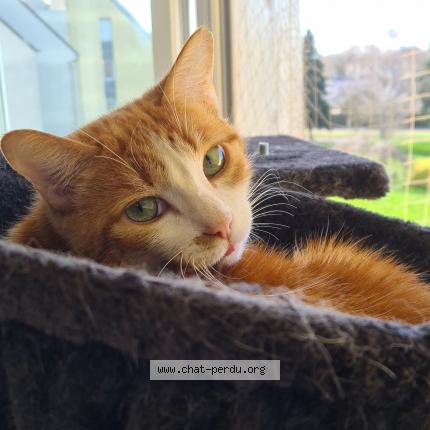 Photo 1/1 Rosie Chat perdu à Le castellet