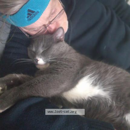 Photo 1/1 Purrvis Chat perdu à Kingston