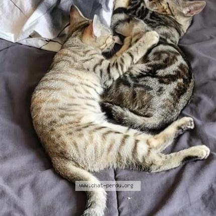 Photo 1/1 Chat retrouvé Perdu à Jonquieres