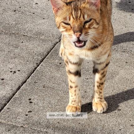 Photo 1/1 Sweet Chat perdu à Gingsheim