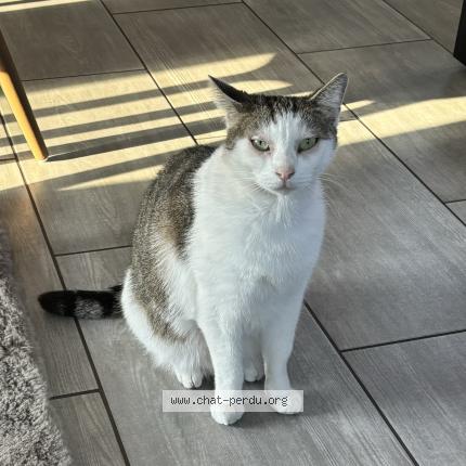 Photo 1/1 Chat retrouvé Perdu à Commentry