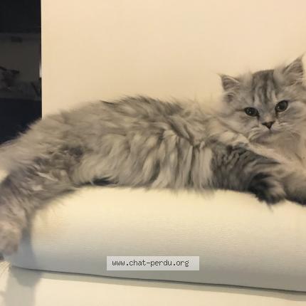 Photo de chat perdu à Le Clerjus