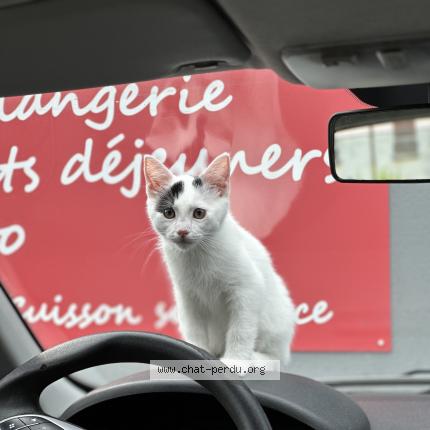 Photo de chat perdu à Nancy