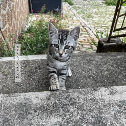 Photo 1/1 Pirouette Chat perdu à Val de meuse montigny le roi