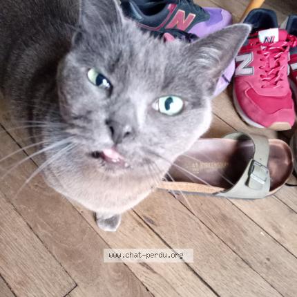 Photo de chat perdu à Paris