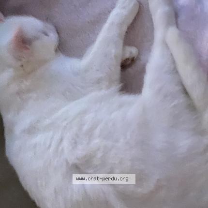 Photo de chat perdu à Landerneau