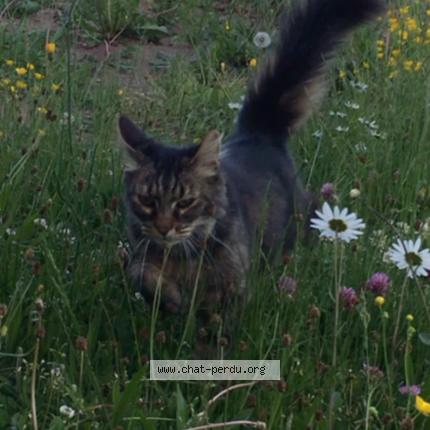 Photo de chat perdu à Gerardmer
