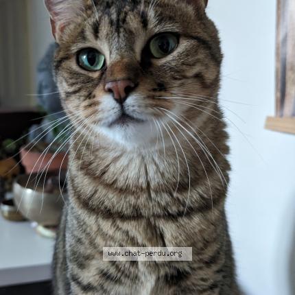 Photo 1/1 Perle Chat perdu à Cabrieres d avignon