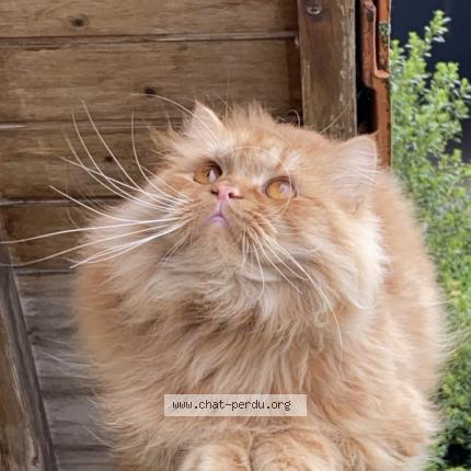 Photo de chat perdu à Englebelmer