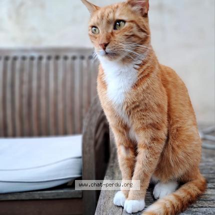 Photo de chat perdu à Tourcoing
