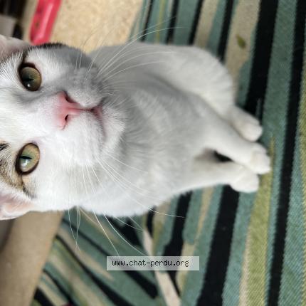 Photo 1/1 Chat retrouvé Perdu à Clamart
