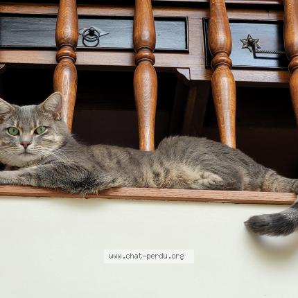 Photo de chat perdu à Suresnes