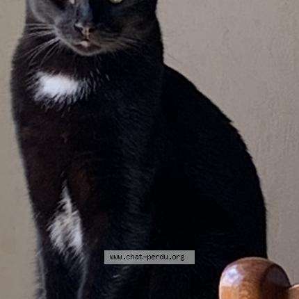 Photo de chat perdu à Lyon