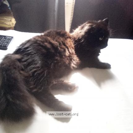 Photo 1/1 Murchik Chat perdu à Chertsey