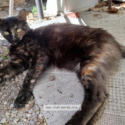 Photo 1/1 Isis Chat perdu à Juvignac