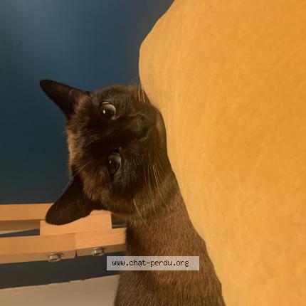 Photo de chat perdu à Paris