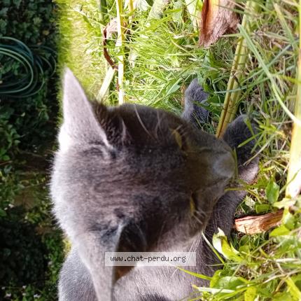 Photo 1/1 Chat retrouvé Trouvé à Concarneau